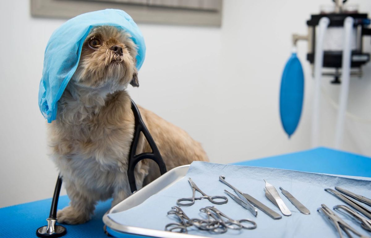 dog in a veterinary clinic
