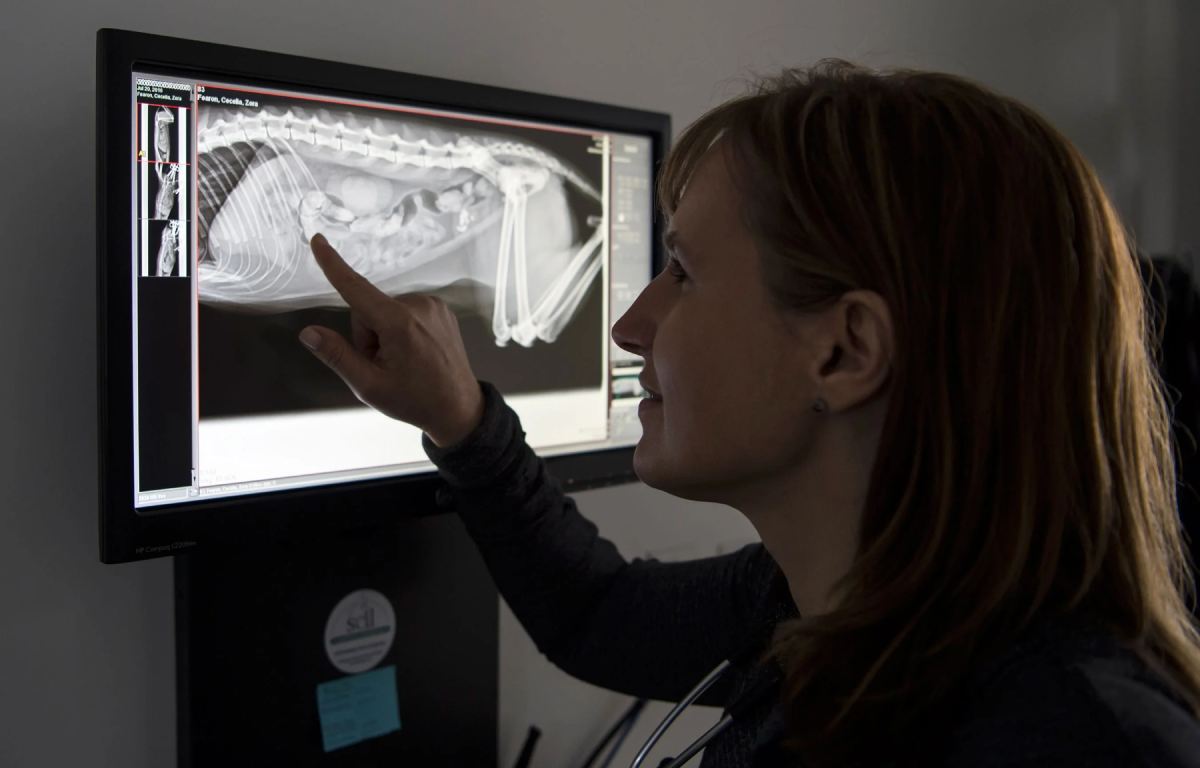 a vet pointing at an x-ray