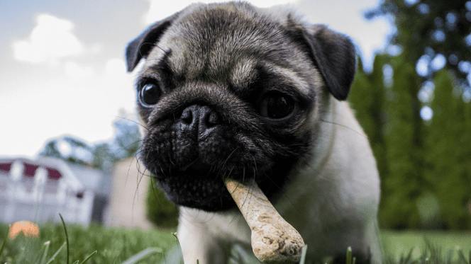 a dog with a bone in its mouth