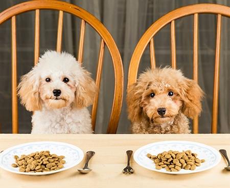 two dogs sitting at a table with plates of food