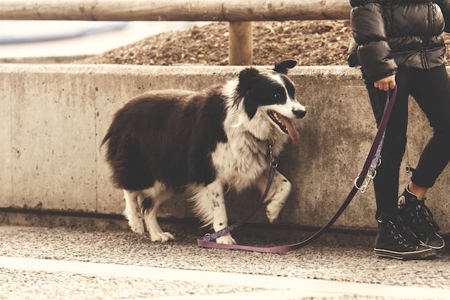 a dog on a leash