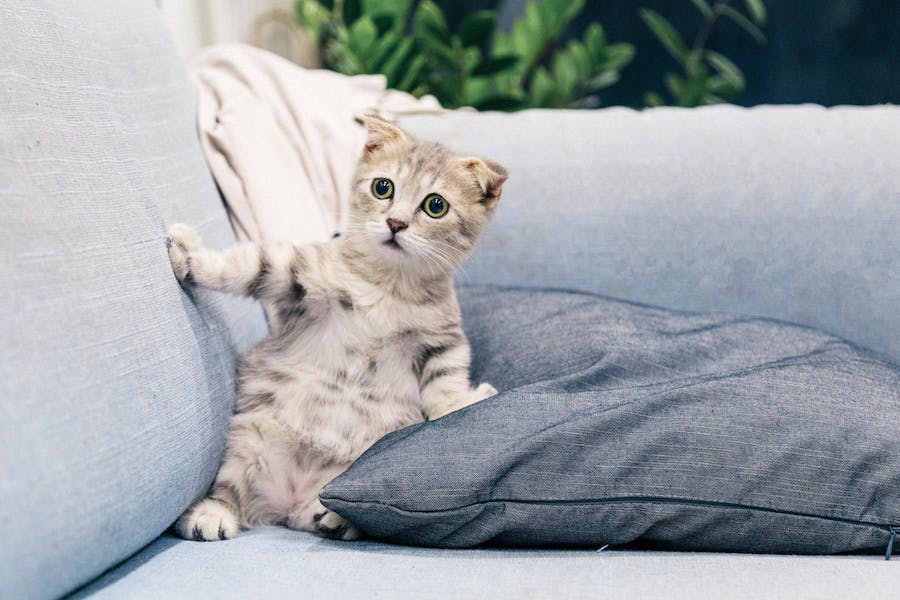 a cat sitting on a couch