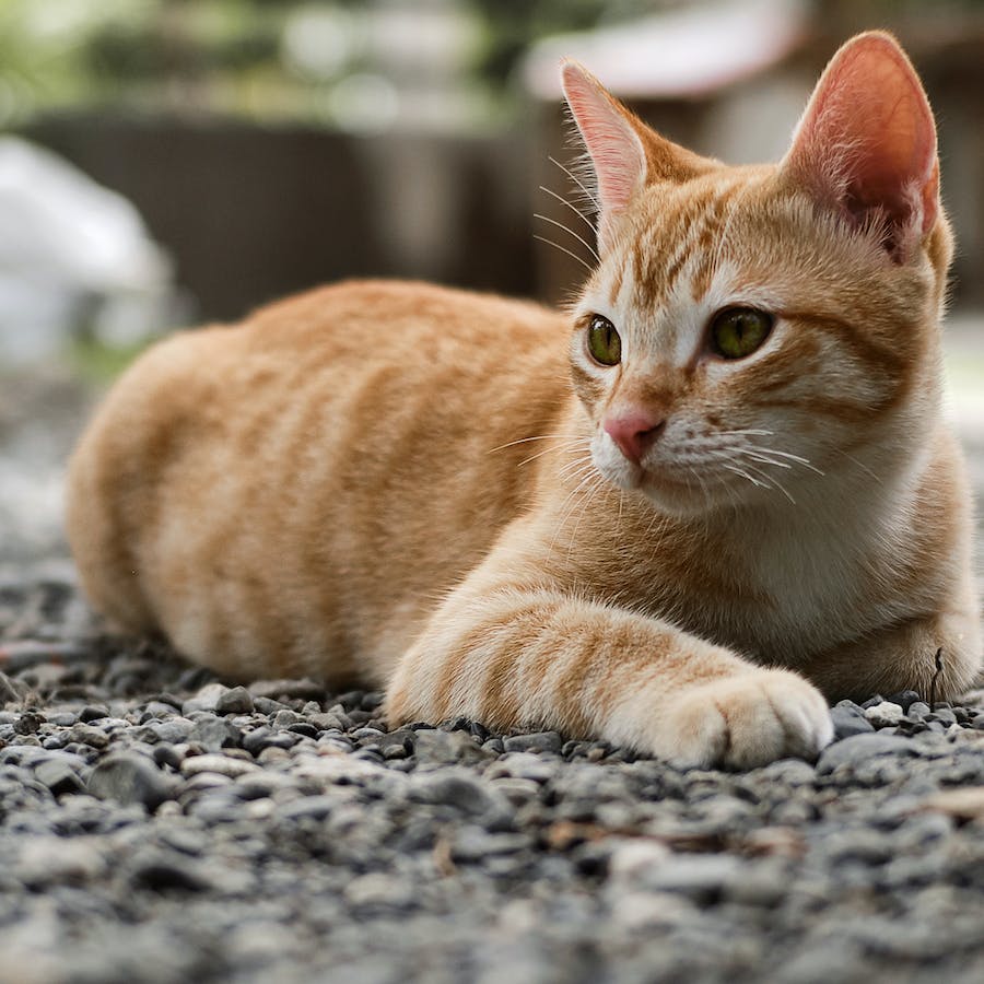 a cat lying on gravel