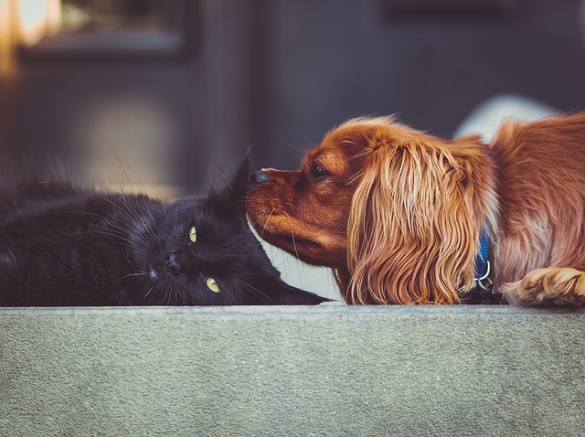 a dog and cat lying on a ledge