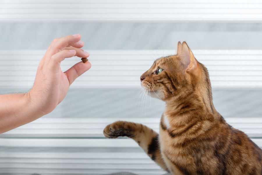 a cat looking at a hand