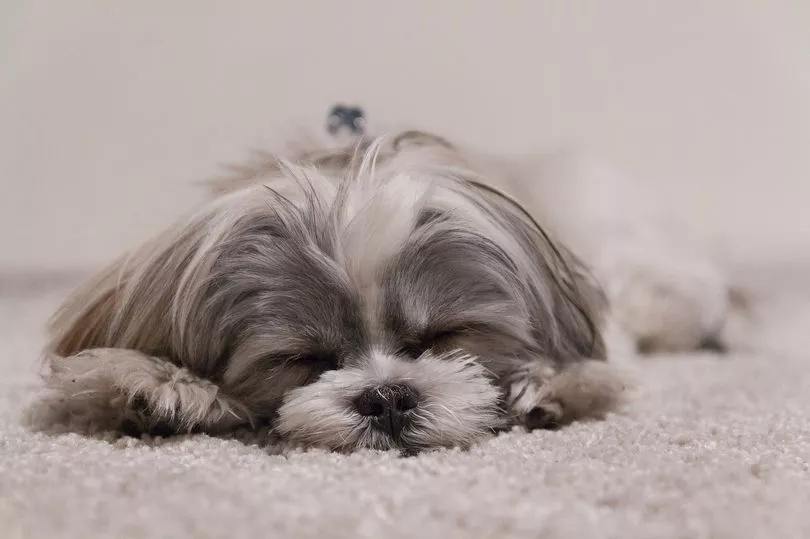 a dog lying on the floor