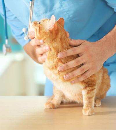 a veterinarian examining a cat