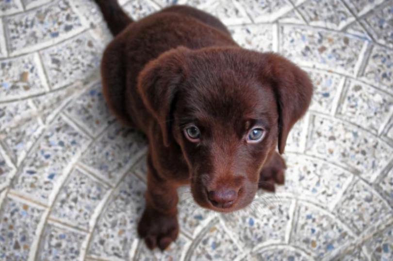 a brown puppy sitting on a tile floor