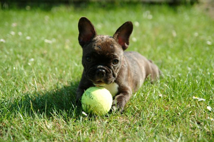 a dog lying on grass with a tennis ball