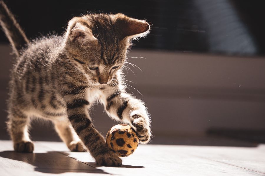 a cat playing with a ball