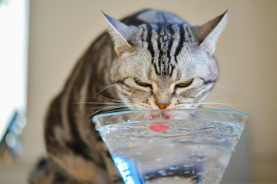 a cat drinking water from a glass