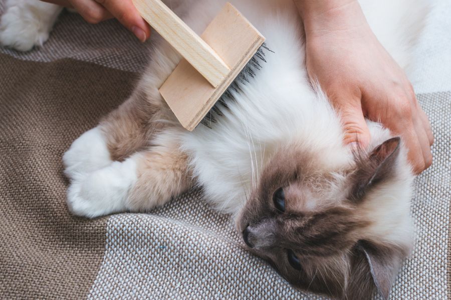 a person brushing a cat