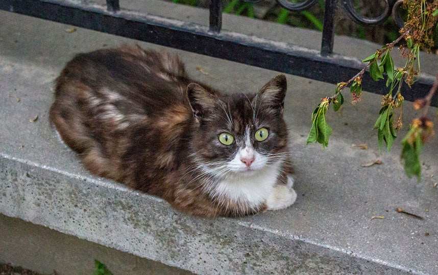 a cat on a sidewalk