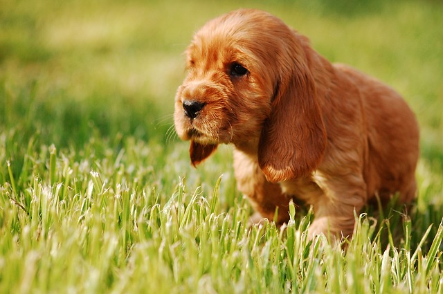 a puppy in the grass