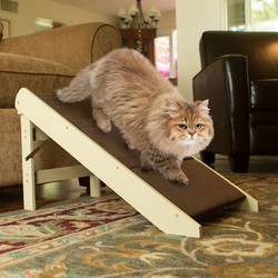 a cat on a ramp