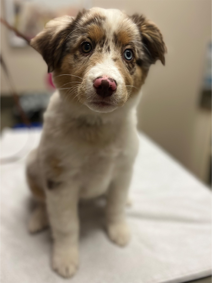 Cute puppy at the vet
