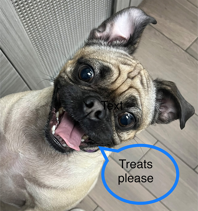 Happy dog looking for tasty treats