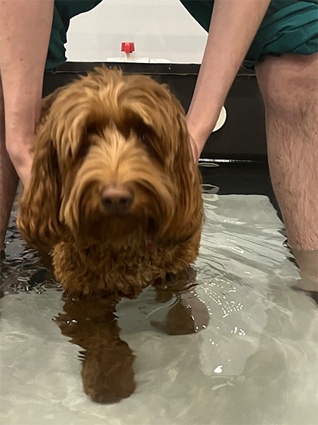 PET REHABILITATION AND HYDROTHERAPY