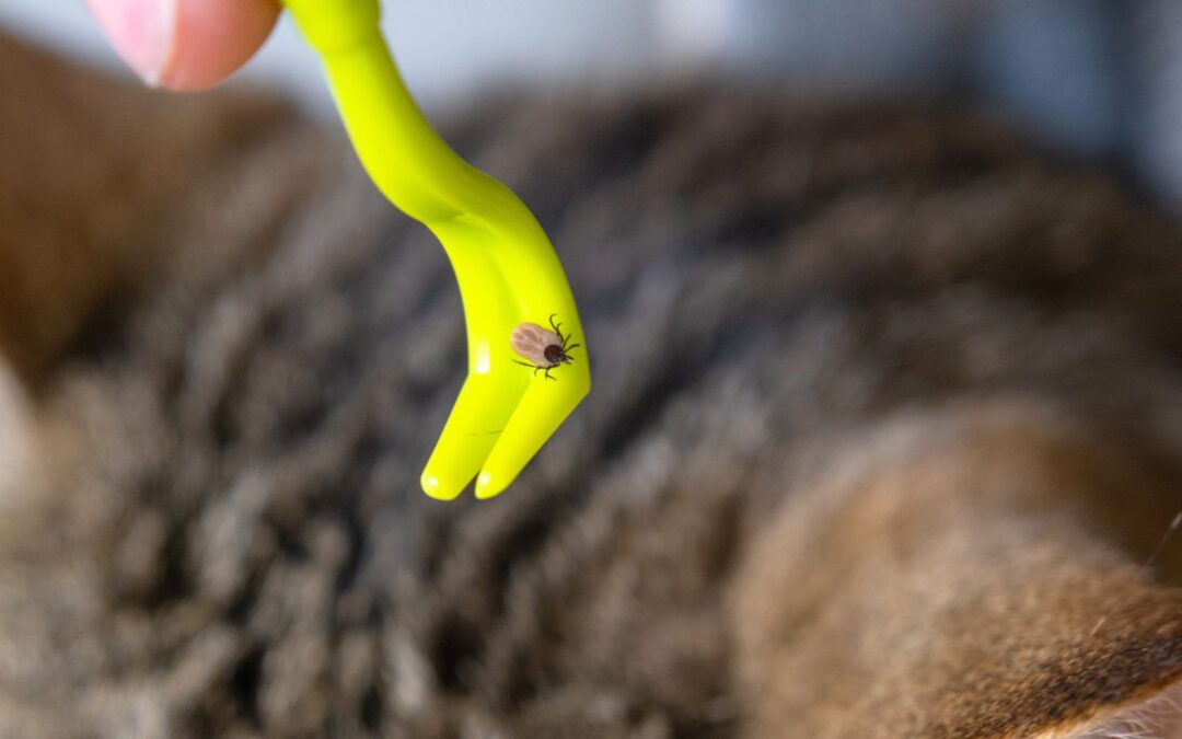 Tick Season Is Changing: Why Prevention Matters More Than Ever